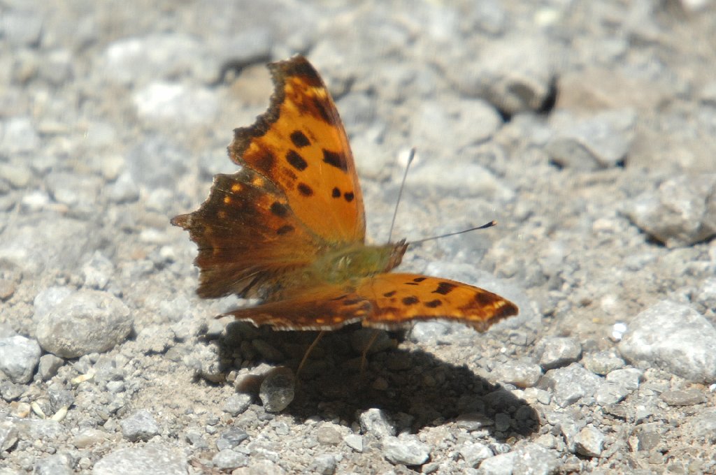 074 Angelwing, Gray Comma, 2007-06080645 Macbride Field Campus, IA.JPG - Gray Comma (Polyghonia progne). Butterfly. Macbride Field Campus, IA, 6-8-2007